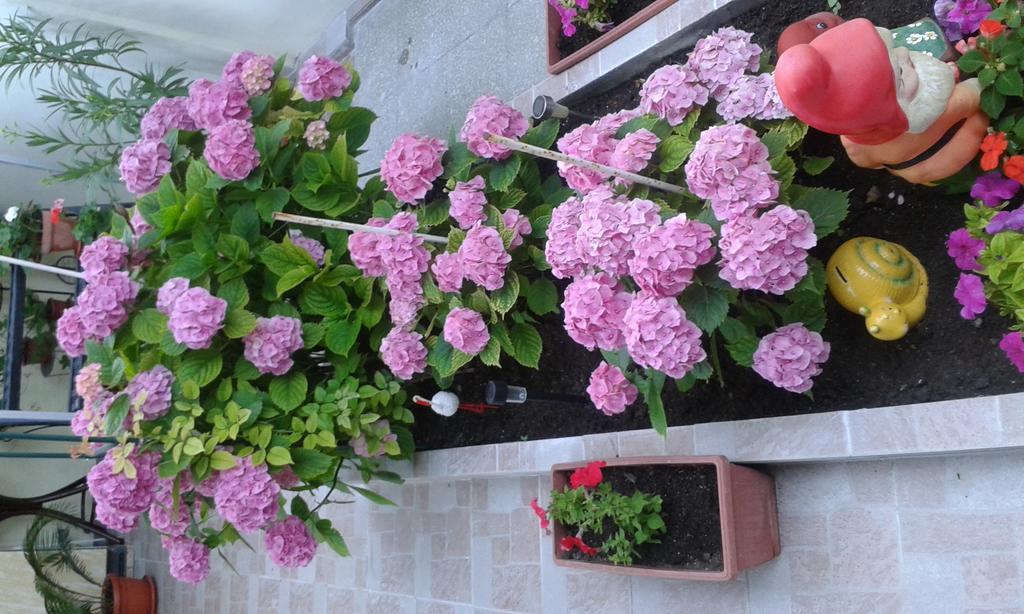 Dom Eli Apartment Pomorie Bagian luar foto